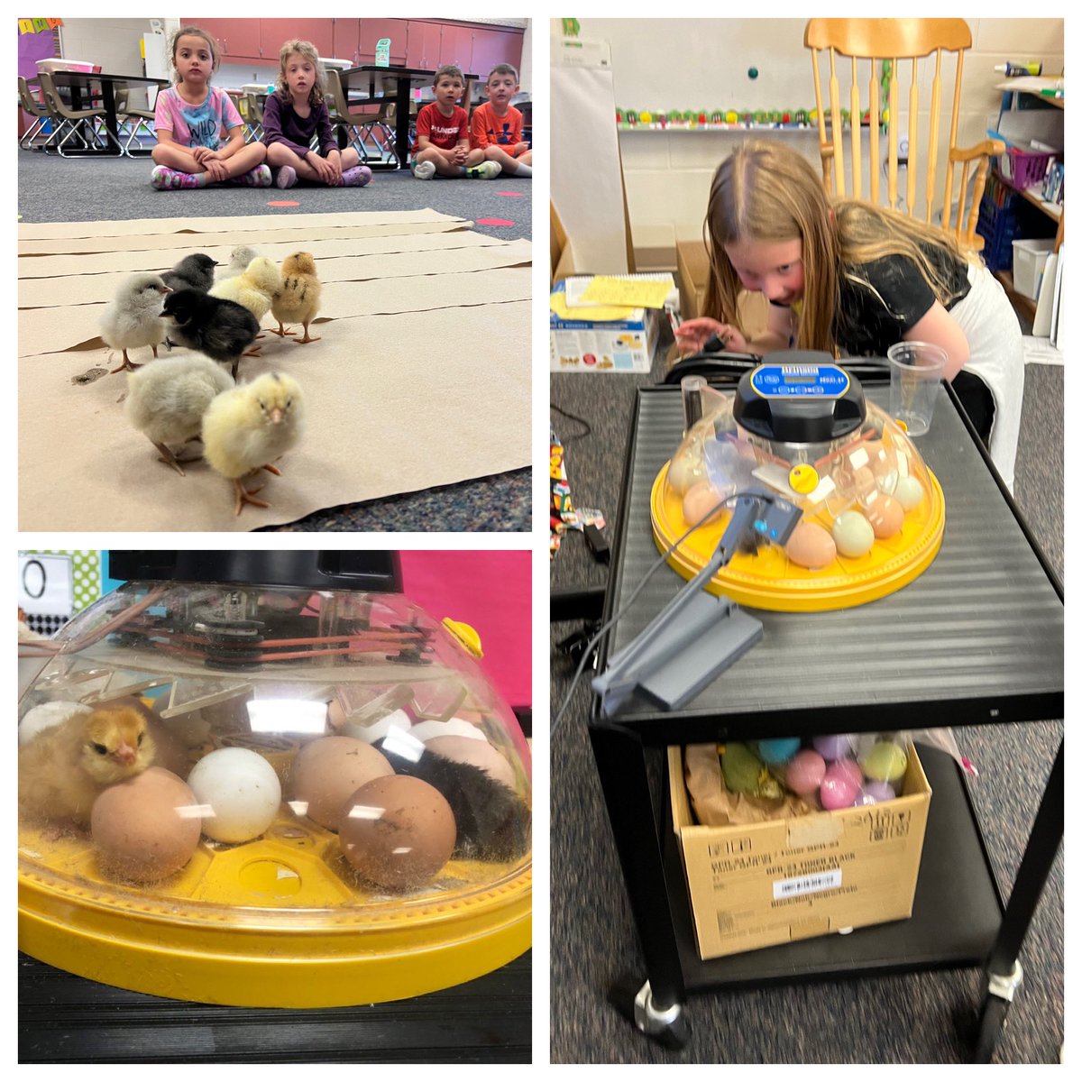 hartmankinder's tweet photo. Talk about an egg-citing week!! Kindergarten had 14 chicks hatch! 🐣 https://t.co/1BzNwh93hd