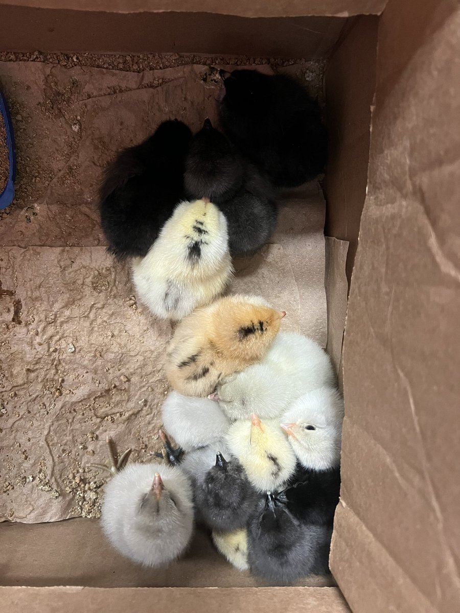 hartmankinder's tweet photo. Talk about an egg-citing week!! Kindergarten had 14 chicks hatch! 🐣 https://t.co/1BzNwh93hd