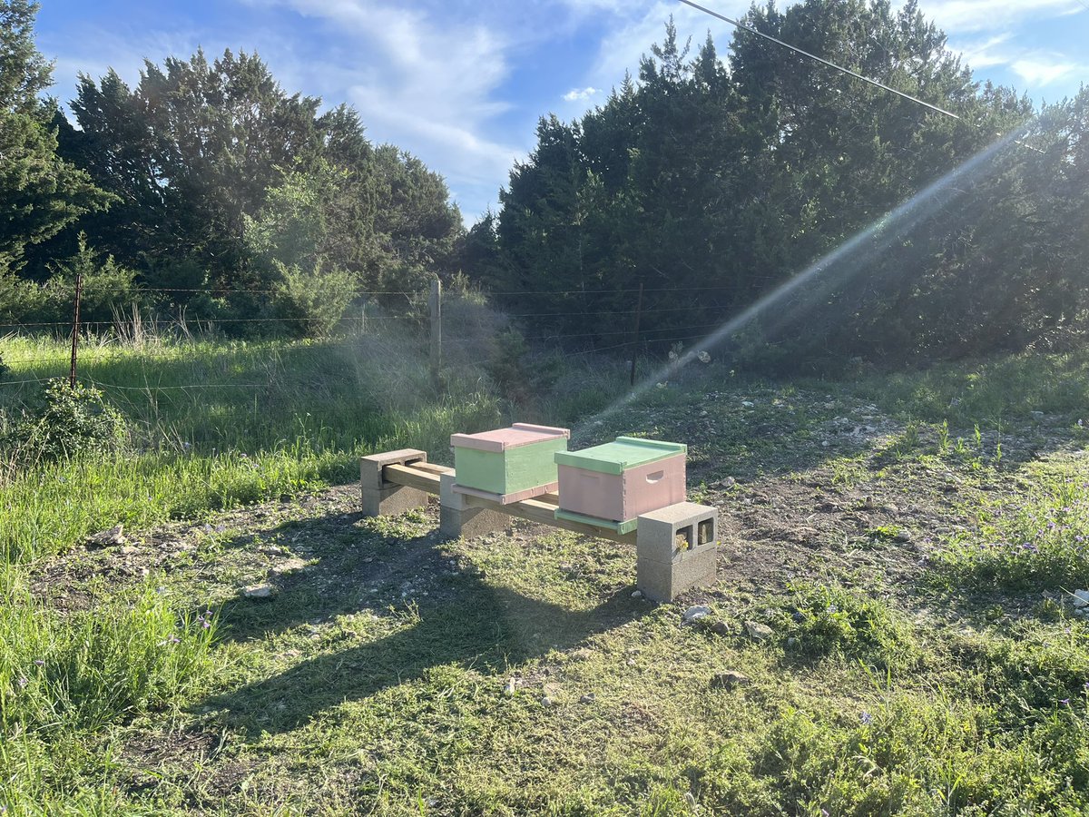 atrophy86's tweet photo. The girls show up tomorrow morning! 🐝 https://t.co/AcJpGJJlKQ