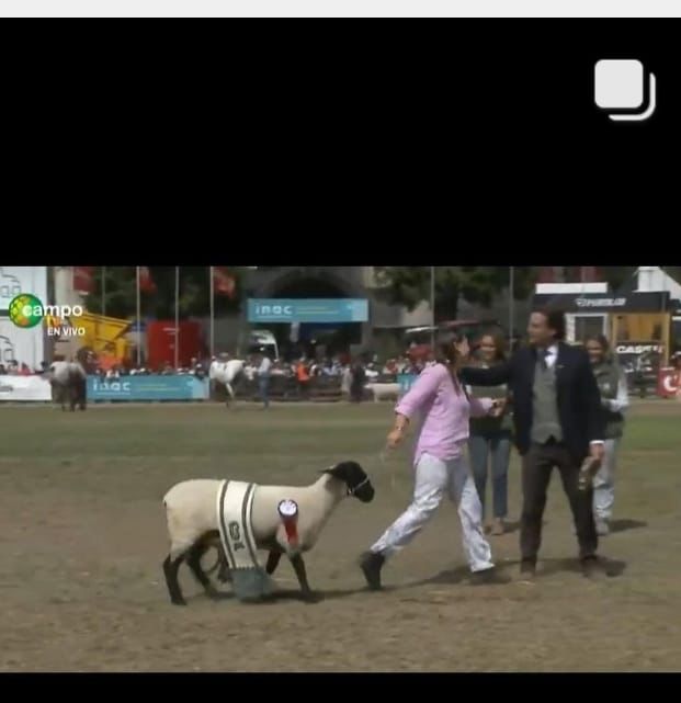 SerranoAbella's tweet photo. Paradojas...ayer los perros mataron esa borrega a quien condecoró el Presidente cuando campeonó en el Prado.
Esfuerzo,genética, sacrificio,amor,horas perdidas ¡¡ que impotencia !! https://t.co/87sGqIIHMh