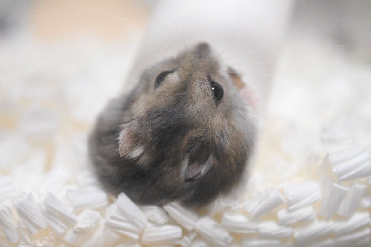 hamster_rinchan's tweet photo. 今日はりんちゃんのお誕生日👏
1年前の4/14の頃のりんちゃん🐹 https://t.co/6znET2VZ9G