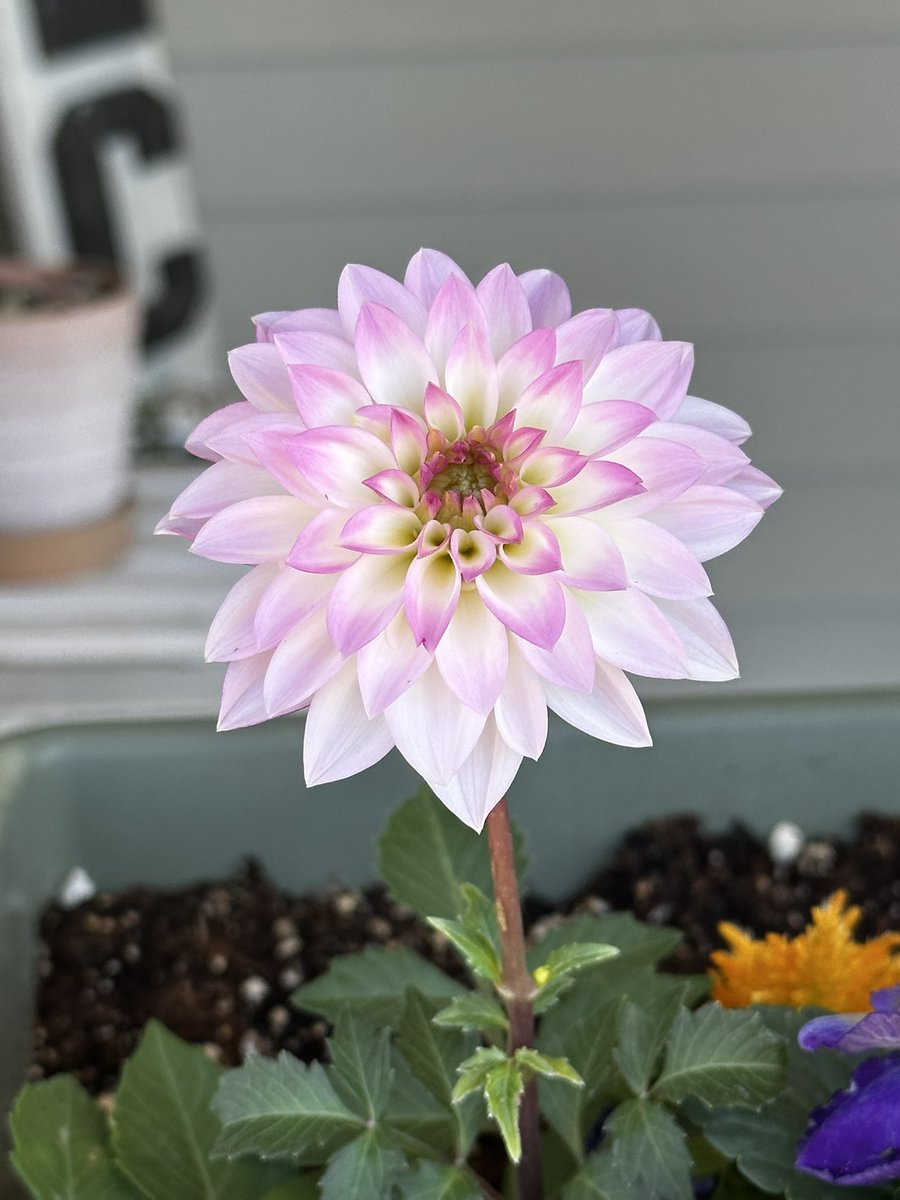 MrsButler_Kile's tweet photo. Our annual ECISD Career &amp; Technical Education Horticulture plant sale is set to start Monday April 17th at 9 am and run through the 21st or until sold out whichever comes first. Just look at this beauty that you can get at the plant sale, no filter needed. @EctorCountyISD https://t.co/4GScMskEdr