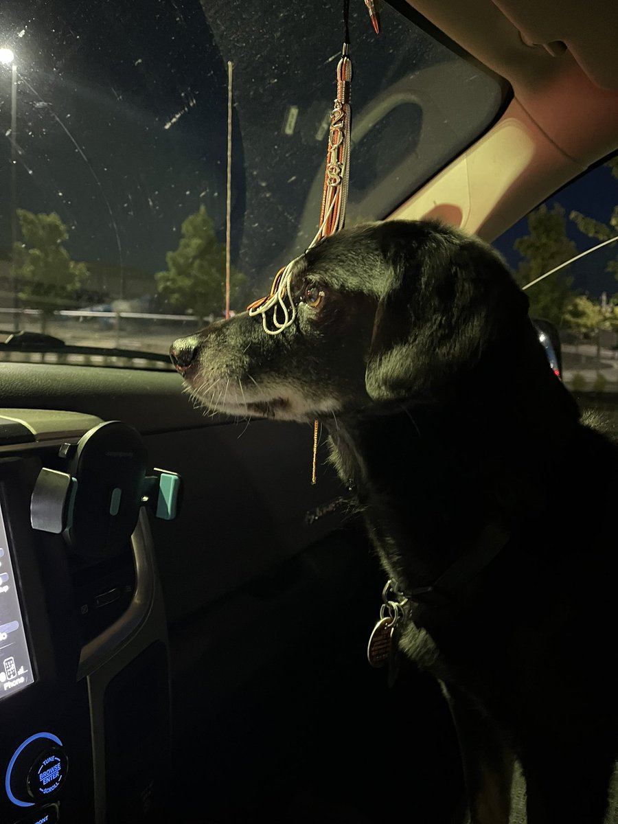 Bust_Boys's tweet photo. @TheRavenArmed My old man ❤️🥲 (Snickers) Lab&amp;Weiner mix https://t.co/6sxKPFN4c7