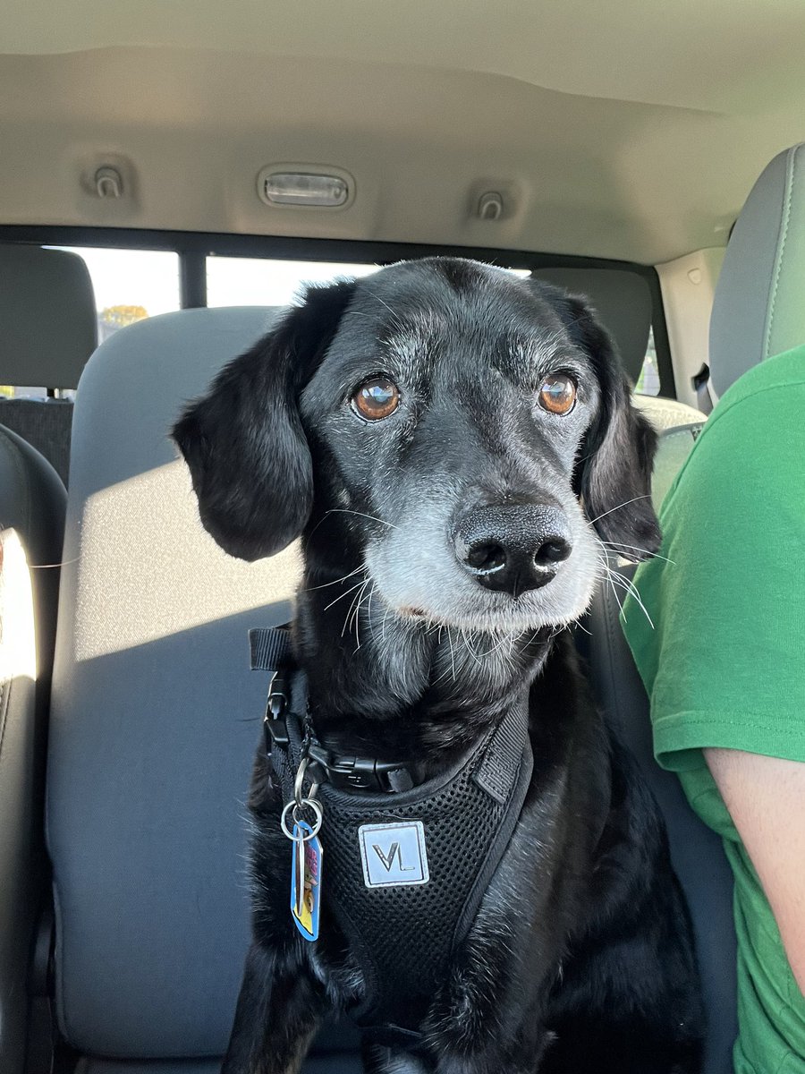 Bust_Boys's tweet photo. @TheRavenArmed My old man ❤️🥲 (Snickers) Lab&amp;Weiner mix https://t.co/6sxKPFN4c7