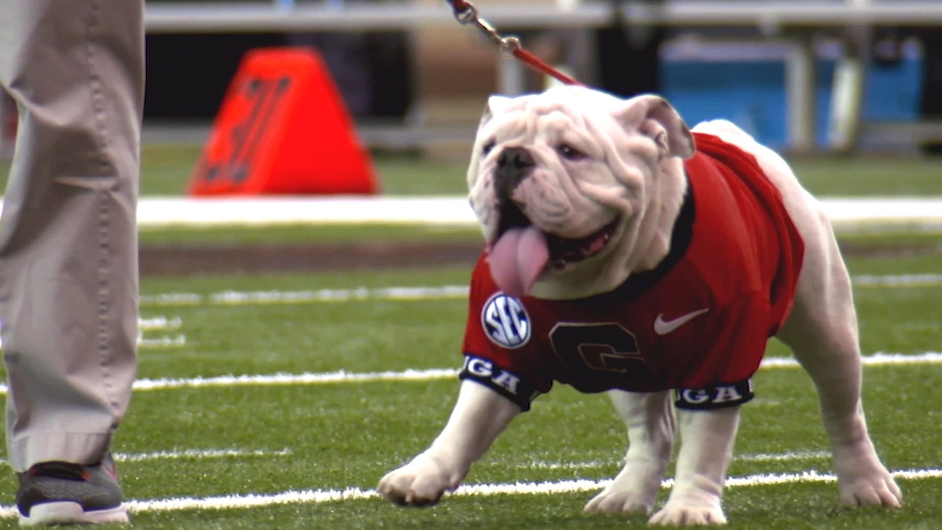 Georgia Bulldogs on X: Before we welcome Boom as Uga XI on Saturday, how  about one more round of applause for Que, who as Uga X, will retire as the  winningest mascot