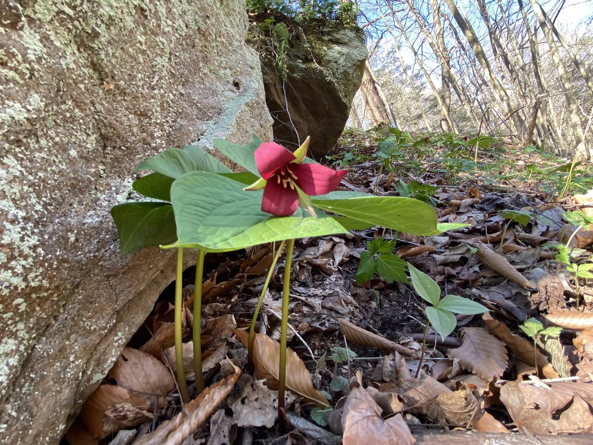 CarisaCollins's tweet image. If you need me this Spring, just look for the nearest patch of flowers.
#introverting