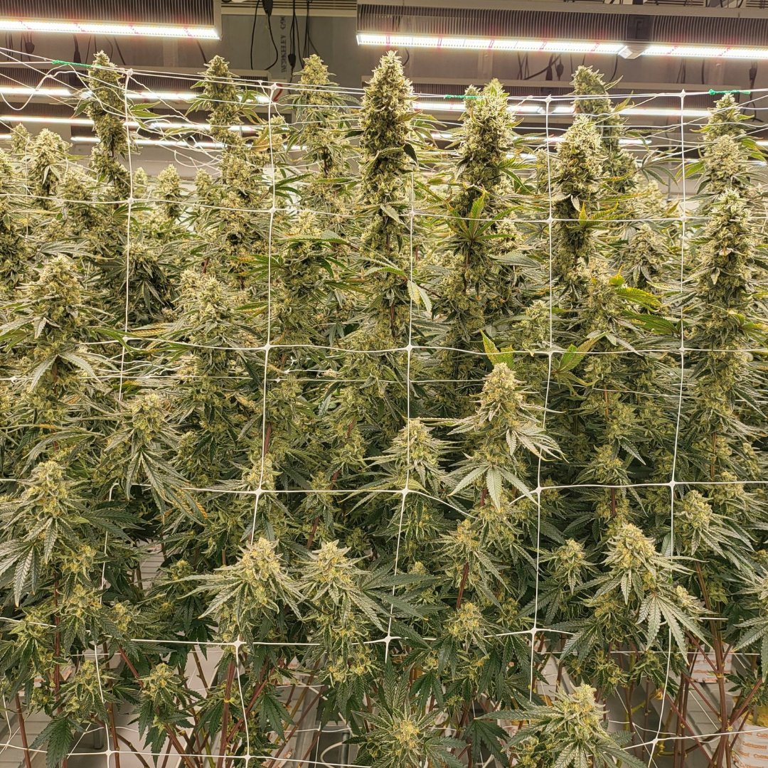 surterra's tweet photo. Ready for takeoff?
#RM86
#EnvyGenetics: #KryptoChronix x #BlowPopsBX1
#Limonene #Caryophyllene #Terpineol
https://t.co/pe34u36krg https://t.co/wTsrwilzdA