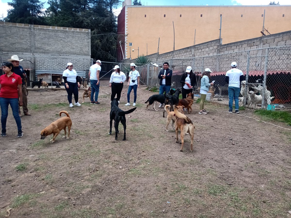 prensaanimal4's tweet photo. #ADM visitó y apoyó con 72 toneladas de alimento para 300 perritos en refugio San Gregorio en @TlalpanAl #Ajusco
Asistieron voluntarios y convivieron con los perritos
@ganadorcroqueta
@mininoplus
@fulllifemx
@fulltrustmx
#DejandoHuellaADM https://t.co/2omxYtKRnd