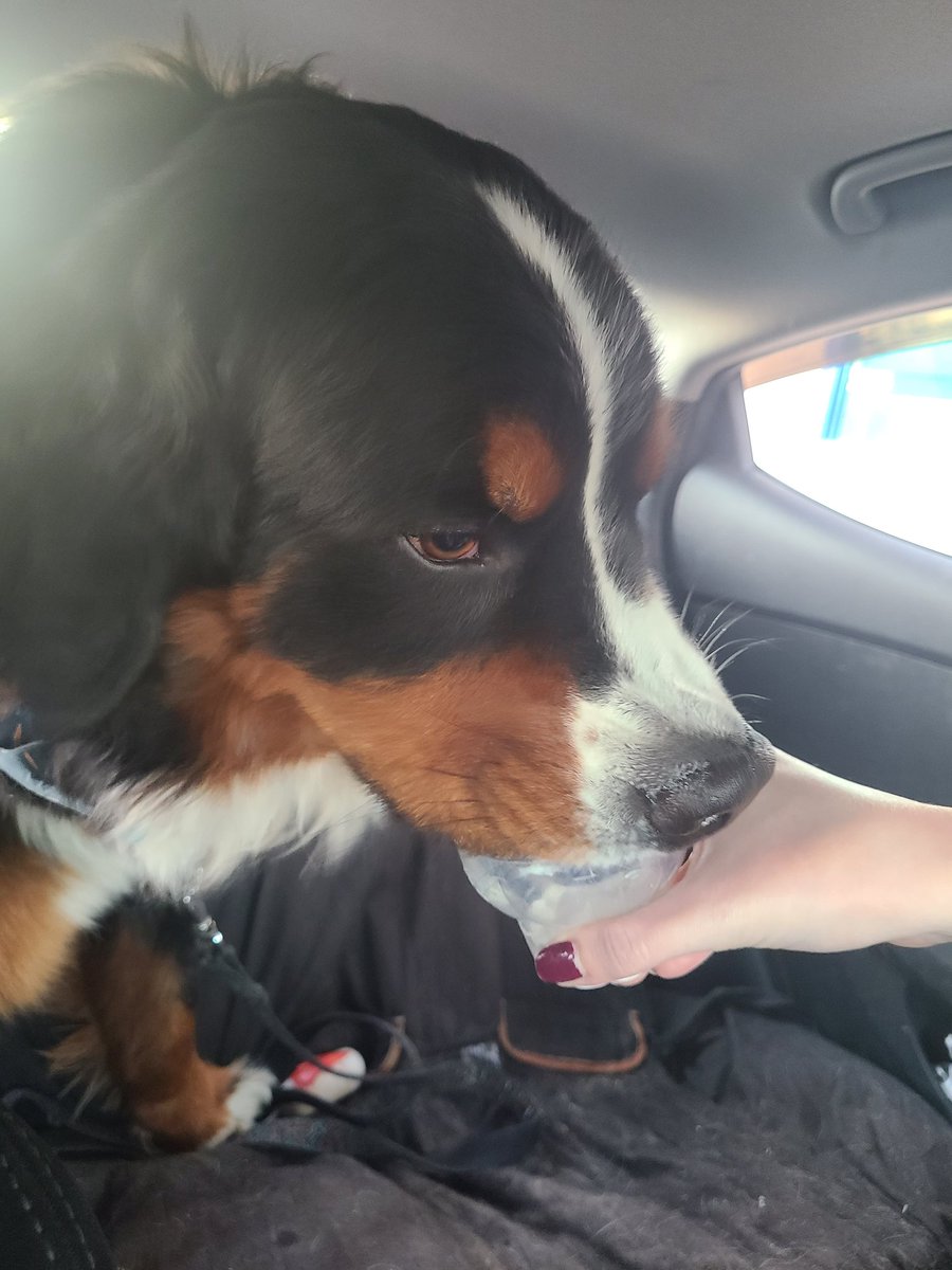 LetsGoThor's tweet photo. Hello frens!! My pawrents took me for a drive and got me some ice cream!! Yummy!! 🐾 https://t.co/kadT99yNWu