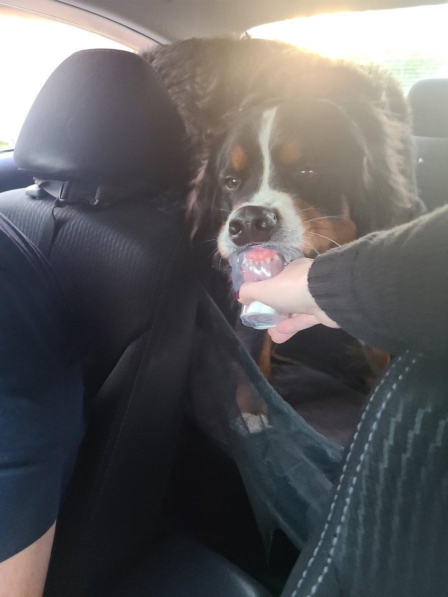 LetsGoThor's tweet photo. Hello frens!! My pawrents took me for a drive and got me some ice cream!! Yummy!! 🐾 https://t.co/kadT99yNWu
