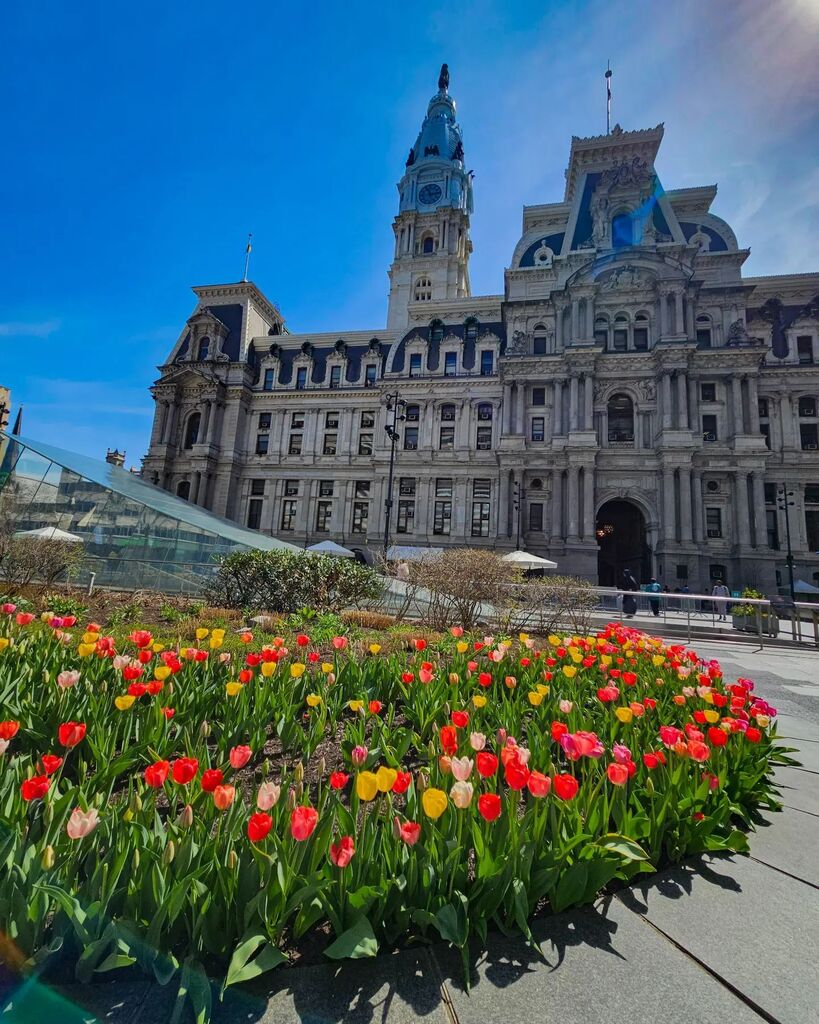 🌷 Tulips in full bloom at Dilworth Park in front of  Philadelphia City Hall. #dilworthpark  #phillyphotog #philadelphiacity #visitphilly #philadelphiacityhall #phillycityhall #tulips #tulips🌷 instagr.am/p/Cq_qVqlpUMV/