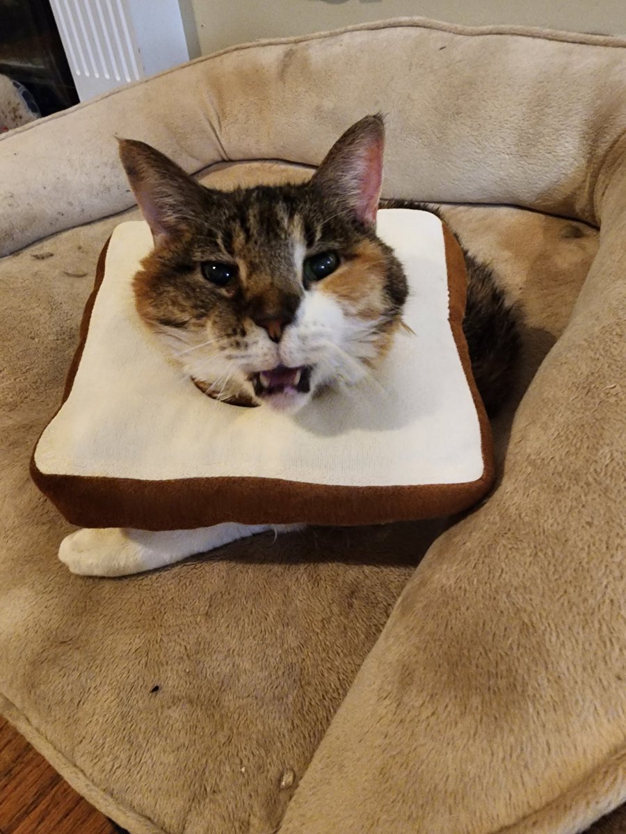 auroraslights's tweet photo. If I suddenly disappear without a trace..... You all will know the culprit #imtoast #kittynothappy #imindanger https://t.co/Lvlnj36k0Q