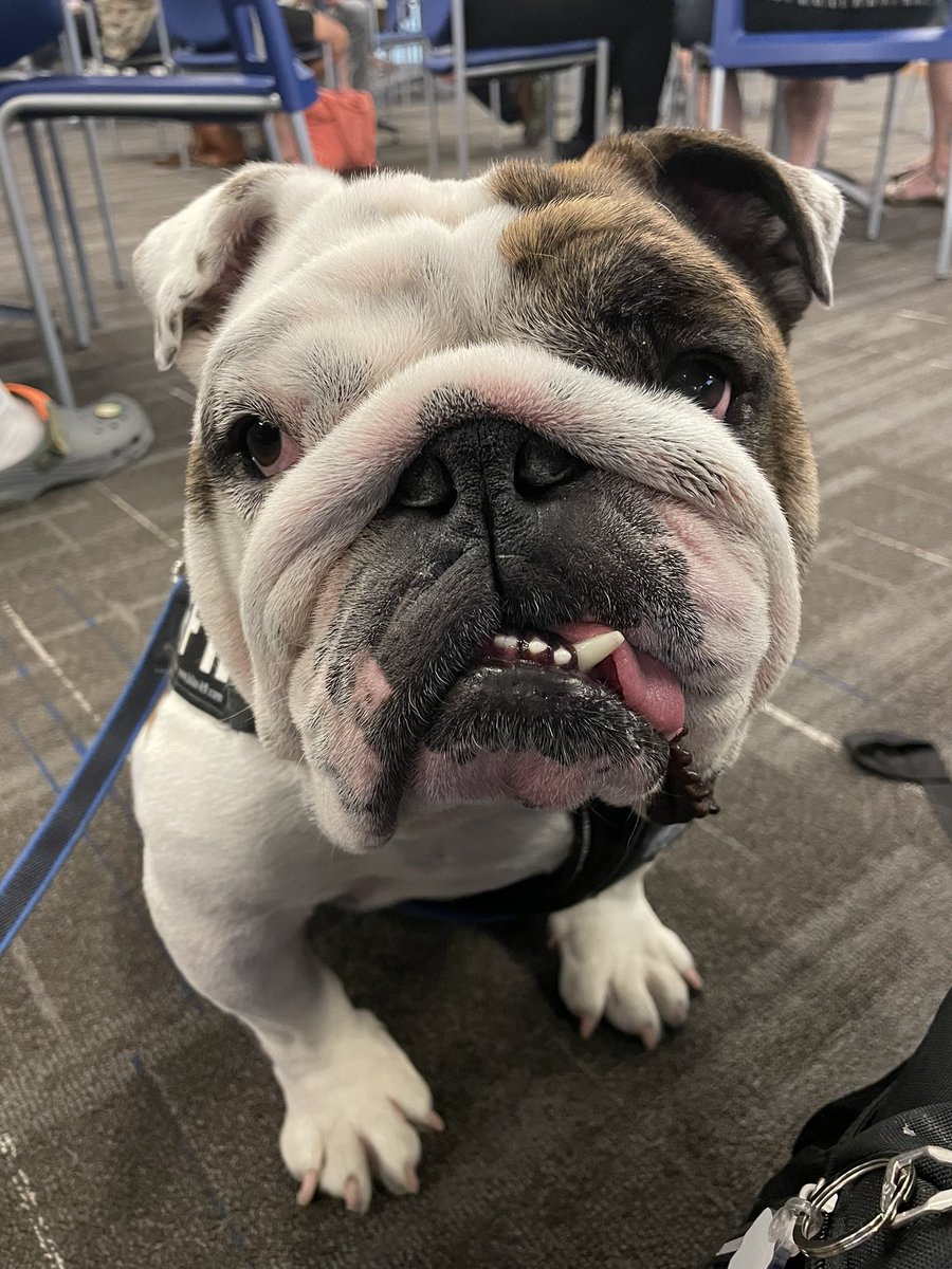 Griff II (@drakeugriff) on Twitter photo . <a href="/DrakeCoachAP/">Allison Pohlman</a> ! I hear youโre judging the #BeautifulBulldog Contest in 11 days. ARE YOU SO EXCITED???? Iโll be there, in case you were wondering. And yes, you can love me in between tending to your responsibilities as a judge. <a href="/DrakeUniversity/">Drake University</a> . <a href="/DrakeCoachAP/">Allison Pohlman</a> ! I hear youโre judging the #BeautifulBulldog Contest in 11 days. ARE YOU SO EXCITED???? Iโll be there, in case you were wondering. And yes, you can love me in between tending to your responsibilities as a judge. <a href="/DrakeUniversity/">Drake University</a>