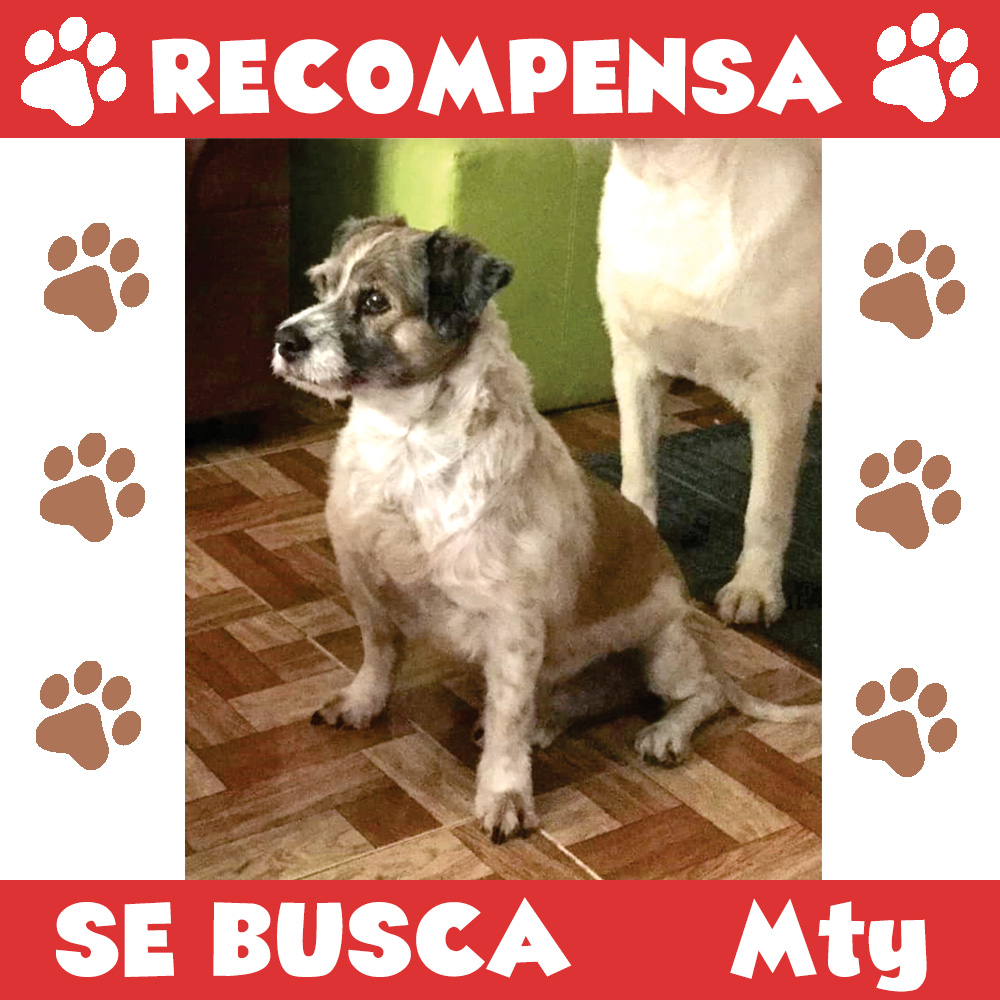 Quiero suplicarles que me ayuden a compartir para encontrar a mi pequeño #Junior.
Tiene 16 años y se perdió en el centro de Monterrey el 15 de marzo .
Si lo ves, por favor resguárdalo y comunícate con nosotros a cualquier hora.
Celular 81 1704 9518
gattio.com.mx/buscando-a-jun…