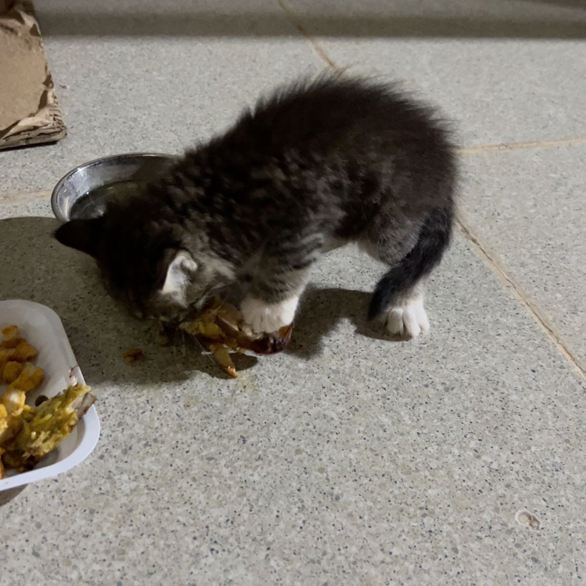 Dalal_8's tweet photo. #تبنى_لاتشتري
@RiyadhShelter 
#تبنى_لا_تشتري 
#الرياض 
المدينة:الرياض 
العمر: شهر وعشر ايام
المواصفات: لعوب واليف
الامراض:سليمه
التعقيم:غير معقم
الشروط :موافقة أفراد العائلة ف المنزل على التبني عدم وجود حساسية لدى العائلة مخافة الله فيهم

تصوير القطه من فتره لفتره للاطمئنان عليها https://t.co/2IgOjWw3CM