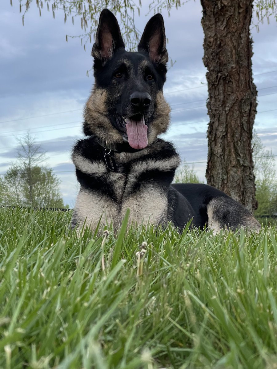 George Shunnara tweet media