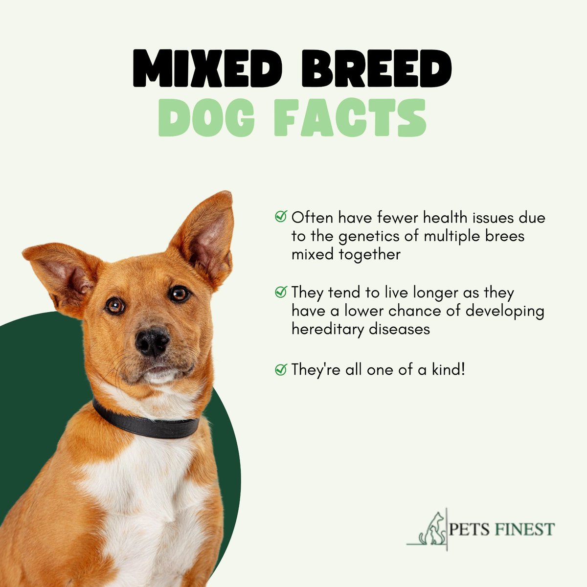 petsfinest's tweet photo. Did you know that mixed breed dogs, aka mutts, are some of the most lovable and unique pets out there? 🐶Here are some fun facts about mixed breed dog

🌐 https://t.co/7eDk4NxSfc
.
#petsfinest #pets #pet #dogs #petsofinstagram #dog #dogsofinstagram #cats #animals #cute https://t.co/DYanGpBWPm