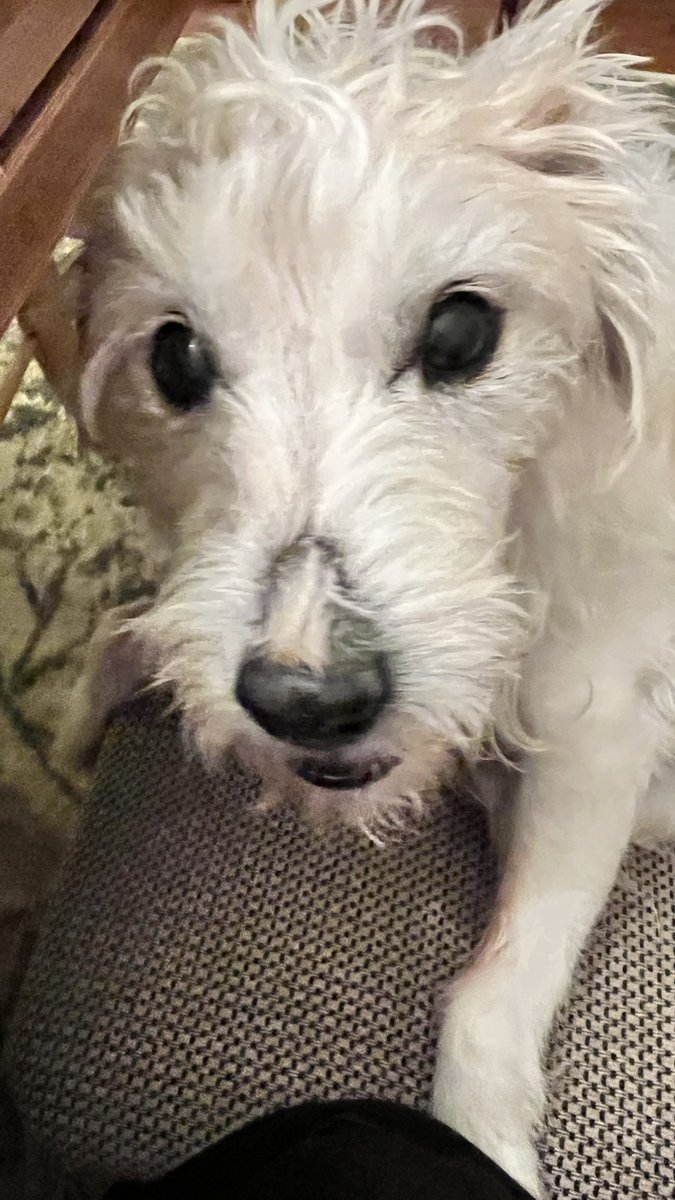 AuntToYou's tweet photo. @Phil_Sledge Who can resist those almond shaped eyes? Not me! 💙
#philsledge https://t.co/WjVS3WhEP8