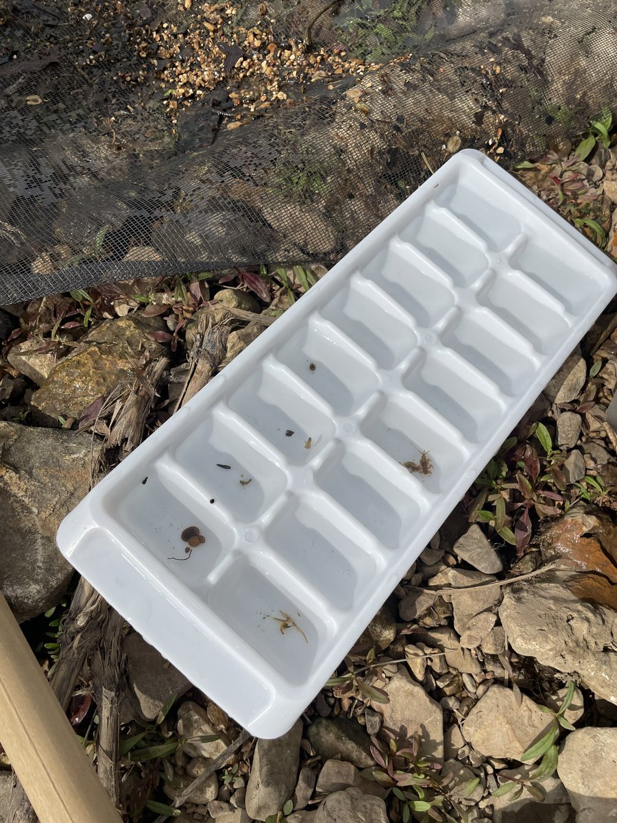 allpsoutdoored's tweet photo. Finding bugs in the water and fishing at Clear Creek. #allps https://t.co/zyfI98Cvxy