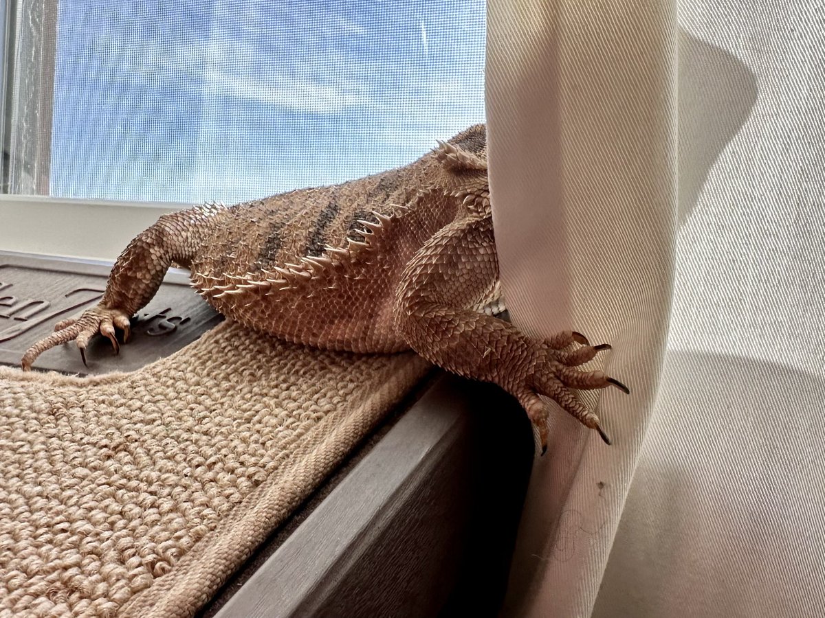 🦎 Bando tweet media