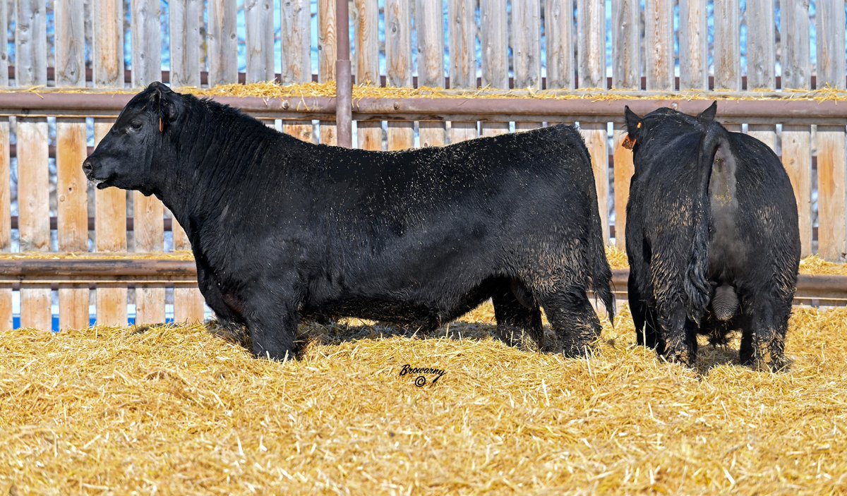 Soderglen Ranches tweet media