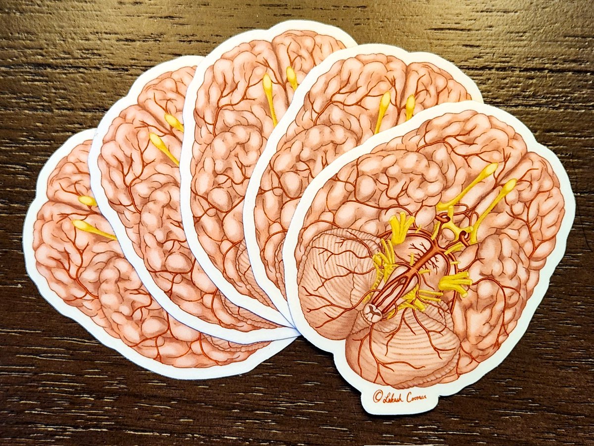 I'm really pleased with these!! Stickers of my illustration of an inferior view of the #brain! 🧠

#anatomy #anatomyart #medicalillustration #ArtistOnTwitter