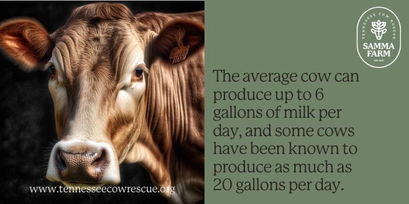 Cow Tip  Thursday #cowlove #cow #nonprofit #animals