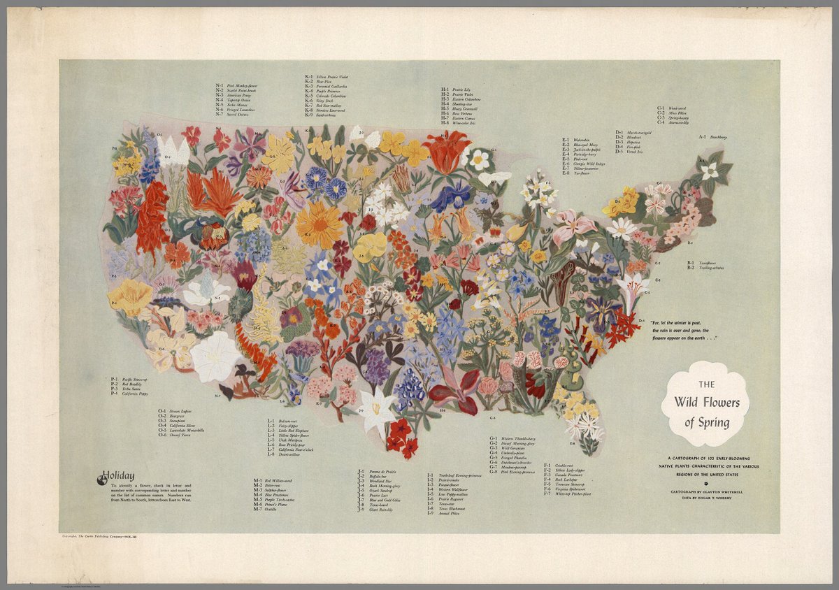 I'm delighted to share Clayton Whitehall's 1955 "The Wild Flowers of Spring" map again! Isn't it lovely?