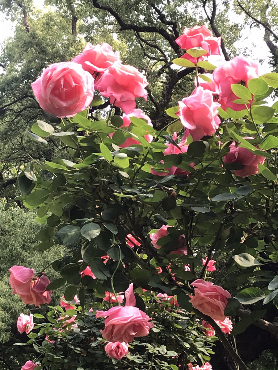 Crystal GBM (@crystal0493) on Twitter photo 