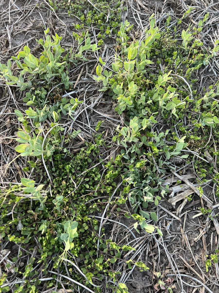 Can’t wait to see how the corn does looking good for the weather it fought