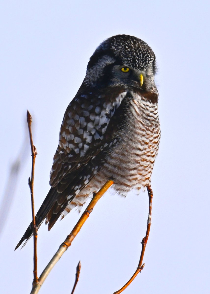 Hawk owl on a cold afternoon, 11 F with a cold north wind, up here by the Arctic Circle.