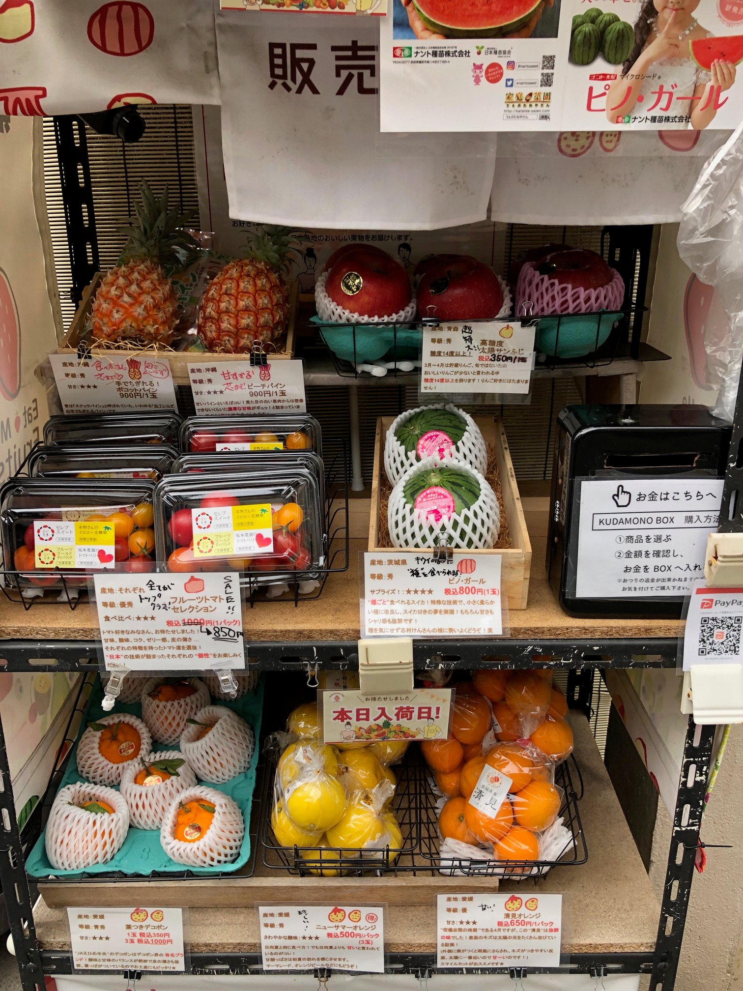 稀少】相撲 (Do Sports Series) 鈴木 洋祐