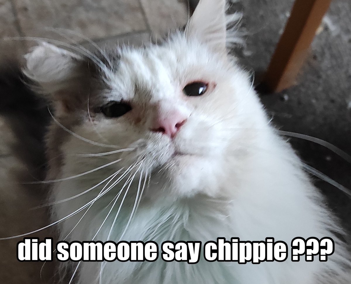 stefhanx's tweet photo. @scruffkit Oh no 🙀 not that Scruffa 😿 i‘m beyond speechless 😿 i loved him so much 😿 Heartfelt condolences 😿 R.I.P. Scruffa 😿 🌈💫 #Scruffa 🕯️ P.S. A few days ago I made a little meme for our regular fun 😿 In memory of our Scruffa 😿 https://t.co/oANvnC4Ogs