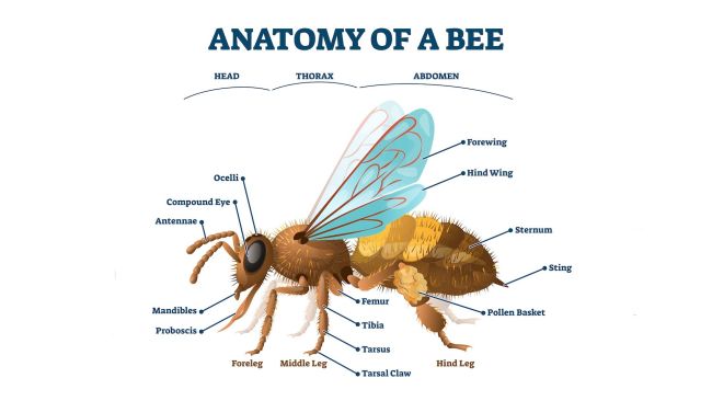 Extrastiv's tweet image. Did you know that bees actually have knees? 🐝🦵 

They're called 'mid-tarsal joints' and help them move their legs quickly while flying and collecting pollen. 

#BeeKnees #FunFactFriday 🍯🌼" #manifestation Palmpay Opay