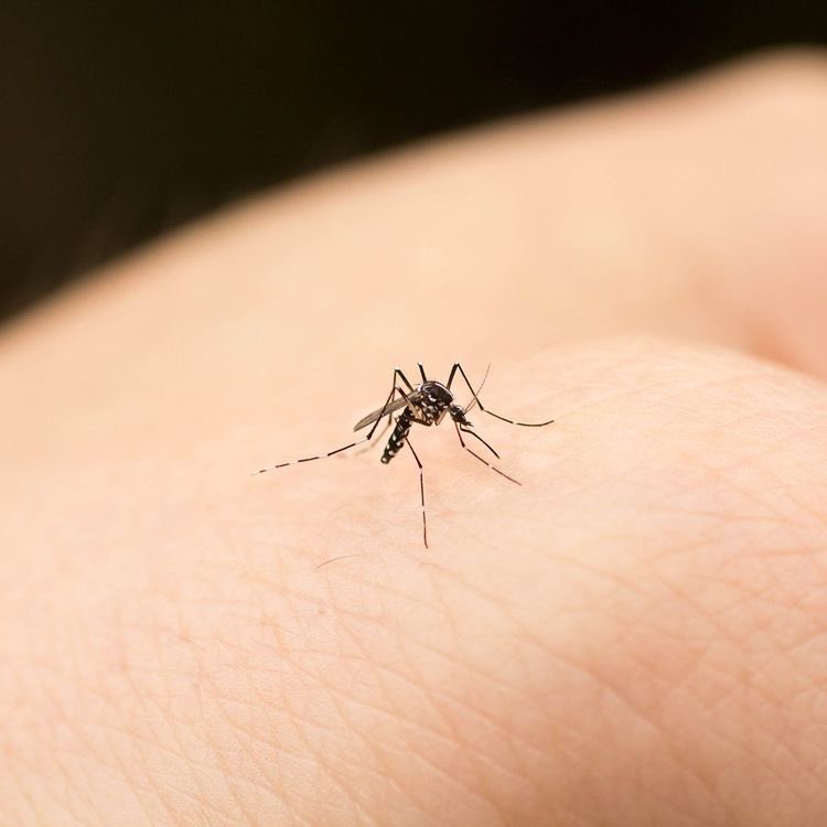 poojagarg1111's tweet photo. If you find that mosquitoes bite you more than other ppl, you may just smell extra good to them. We release carbon dioxide when we exhale, an increase in carbon dioxide in the air can alert a mosquito that a possible host is close by. 1/2 https://t.co/9OWubKNINN