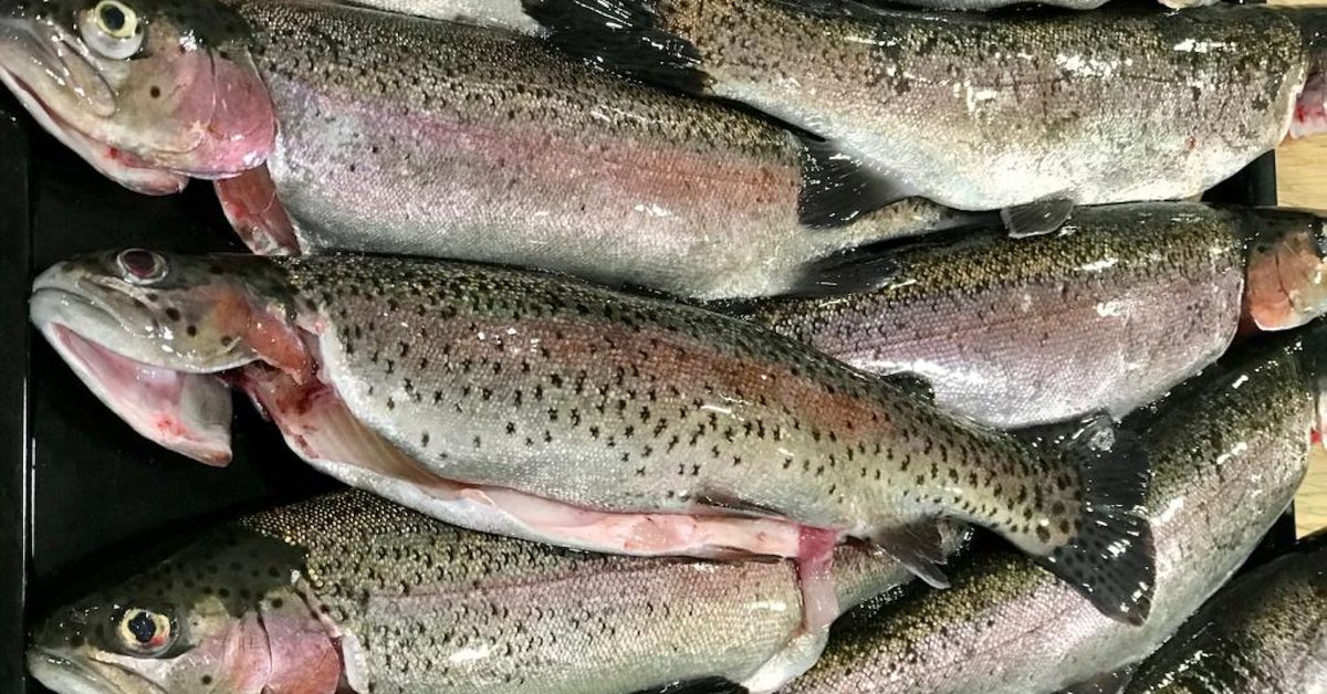 Unsure how to tackle hands-on cooking with fresh fish and #Seafood?​
​
On our Fish and Seafood Cookery Course, you’ll learn #KnifeSkills to prepare and bone your ingredients and plenty of delicious recipes. ​
​
Book your place for our 29 April course: bit.ly/3o5FuTb.