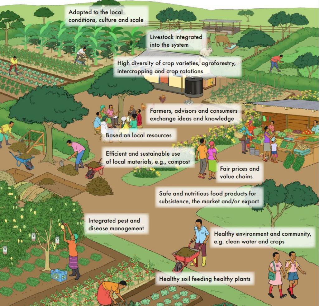 AshokSingh_iiml's tweet photo. For the benefits of #organicfarming in the tropics, again we need to follow the sustainable practices, active our system-oriented farm management and the use of the local resources. #ecologicalapproach #agroecology #SustainableAgriculture https://t.co/lzylFpcury