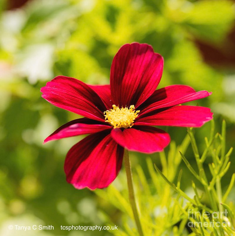 Closeup photograph of a red Cosmos Bipinnatus flower.