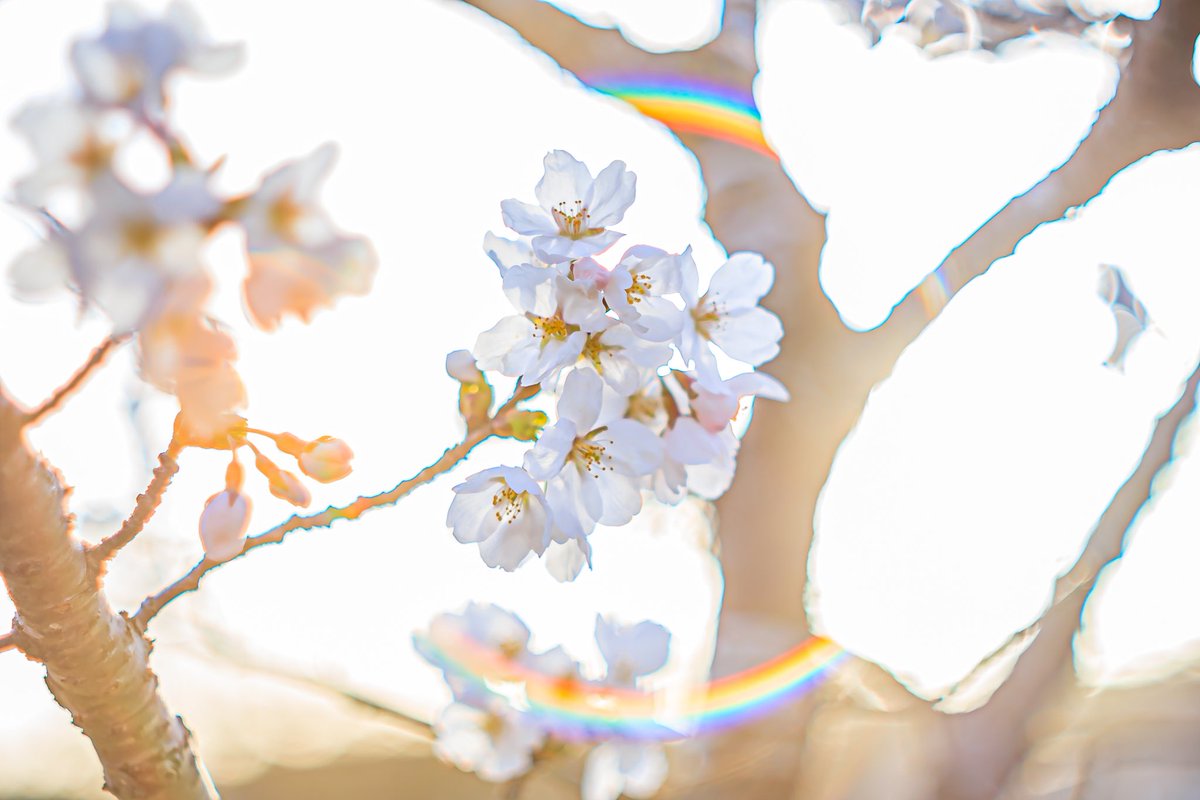 rin_photography's tweet photo. オールドレンズと言えば
フレアとゴースト

AUTO RIKENON 1:1.7 f=50mm
#オールドレンズ
#RICOH
#M42 https://t.co/mliWBNa9Ow
