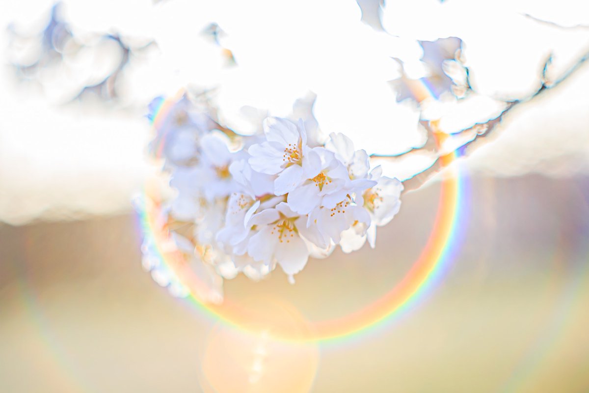 rin_photography's tweet photo. オールドレンズと言えば
フレアとゴースト

AUTO RIKENON 1:1.7 f=50mm
#オールドレンズ
#RICOH
#M42 https://t.co/mliWBNa9Ow