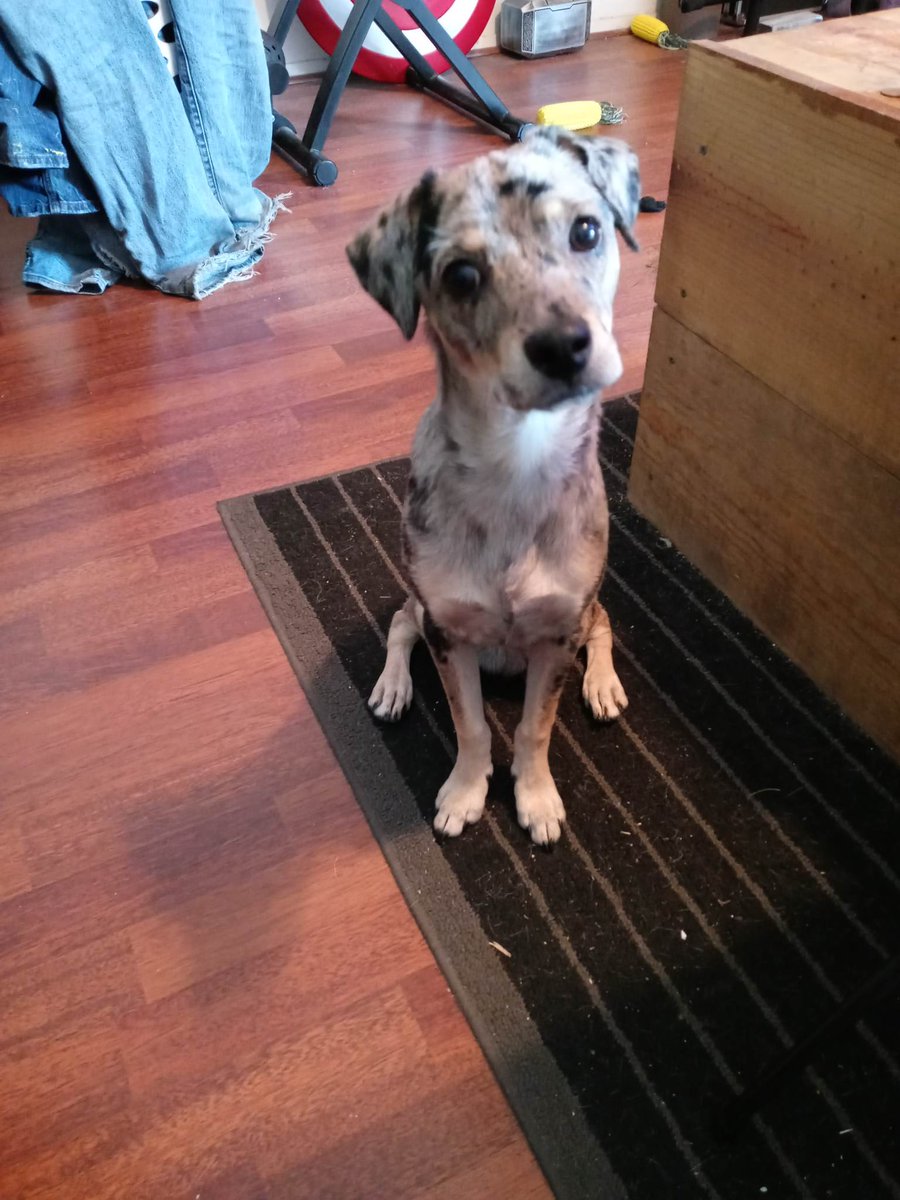 Dominques_heart's tweet image. @StrawberryFestx ATTENTION! LOST PUPPY! PLEASE HELP!
This is Bugsy. 11 month Catahoula terrier mix. He got lost roaming near Schuettig Rd, 10min from festival. Last seen wearing a blue harness. Please help, we love him very much
#lostpuppy #poteet #findmydog #findmylittlebuddy