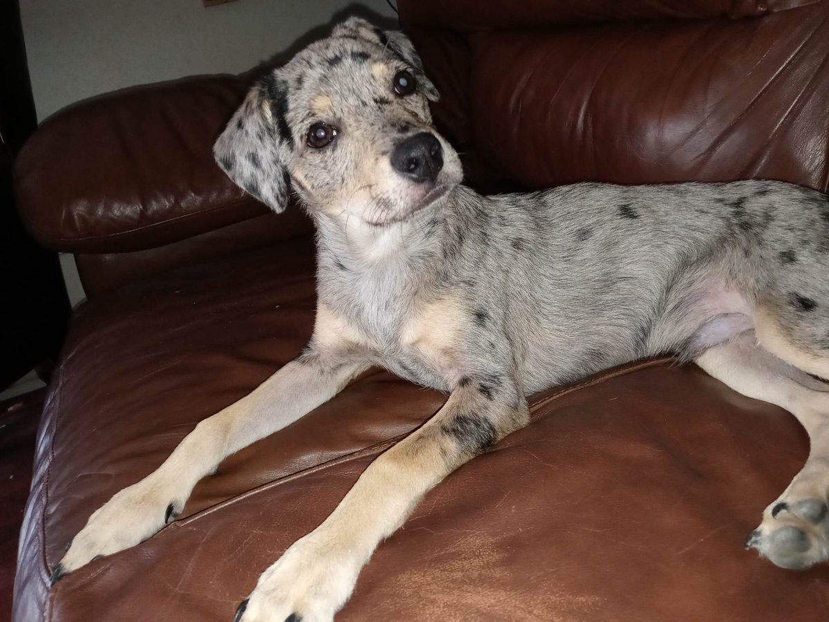 Dominques_heart's tweet image. @StrawberryFestx ATTENTION! LOST PUPPY! PLEASE HELP!
This is Bugsy. 11 month Catahoula terrier mix. He got lost roaming near Schuettig Rd, 10min from festival. Last seen wearing a blue harness. Please help, we love him very much
#lostpuppy #poteet #findmydog #findmylittlebuddy
