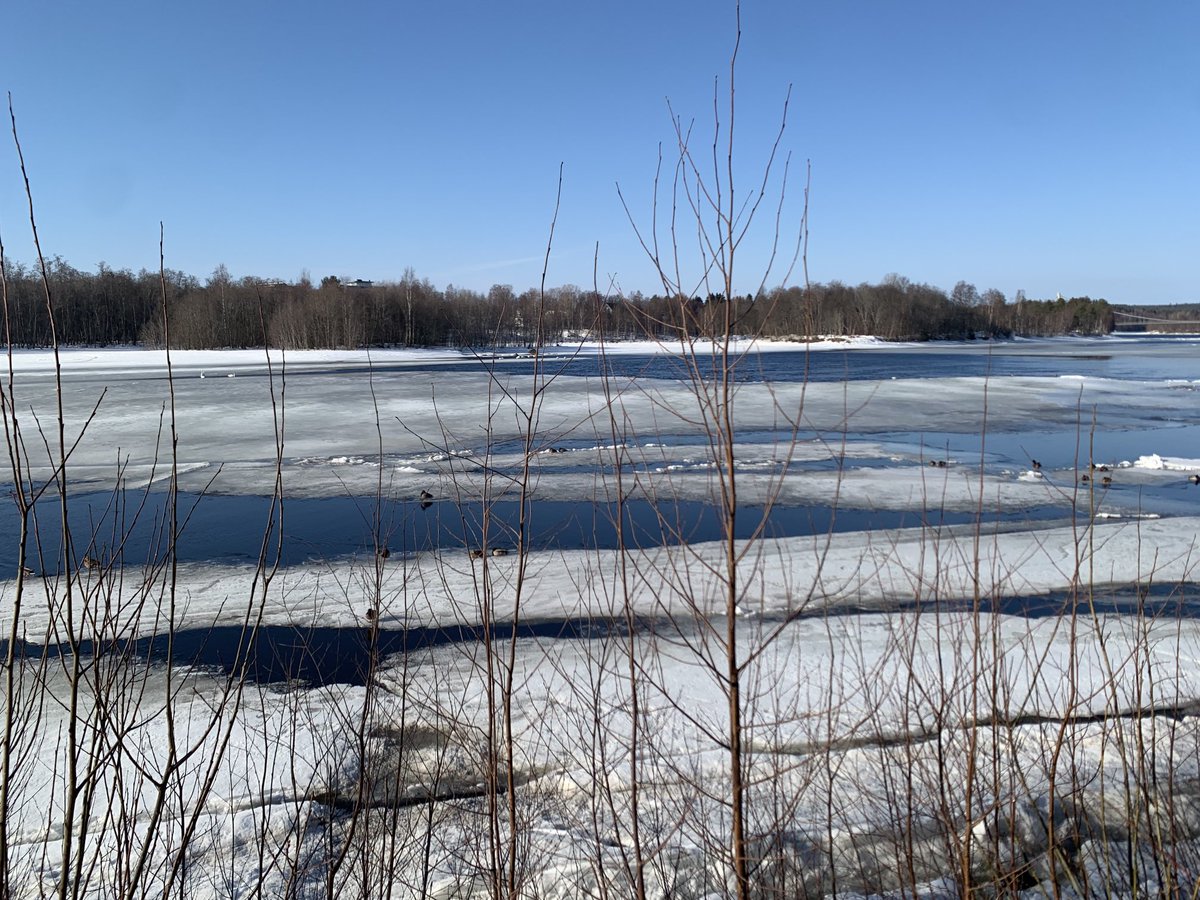 FluvialSweden's tweet photo. Springtime at #64N : swansong & ice break-up #umeå https://t.co/xfGBn1IU1x