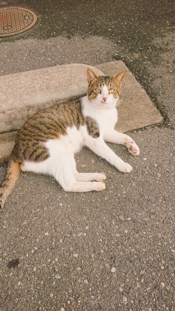 qRePZCbU3uHVsKs's tweet photo. 古い写真出てきた☺️
＃猫 ＃ねこ ＃猫好き #猫の居る暮らし #猫好きさんと繋がりたい https://t.co/s2tUM8vpcC
