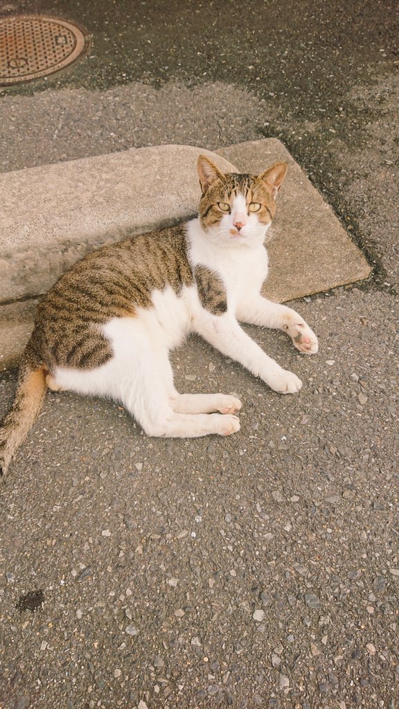 古い写真出てきた☺️ ＃猫 ＃ねこ ＃猫好き #猫の居る暮らし #猫好きさんと繋がりたい