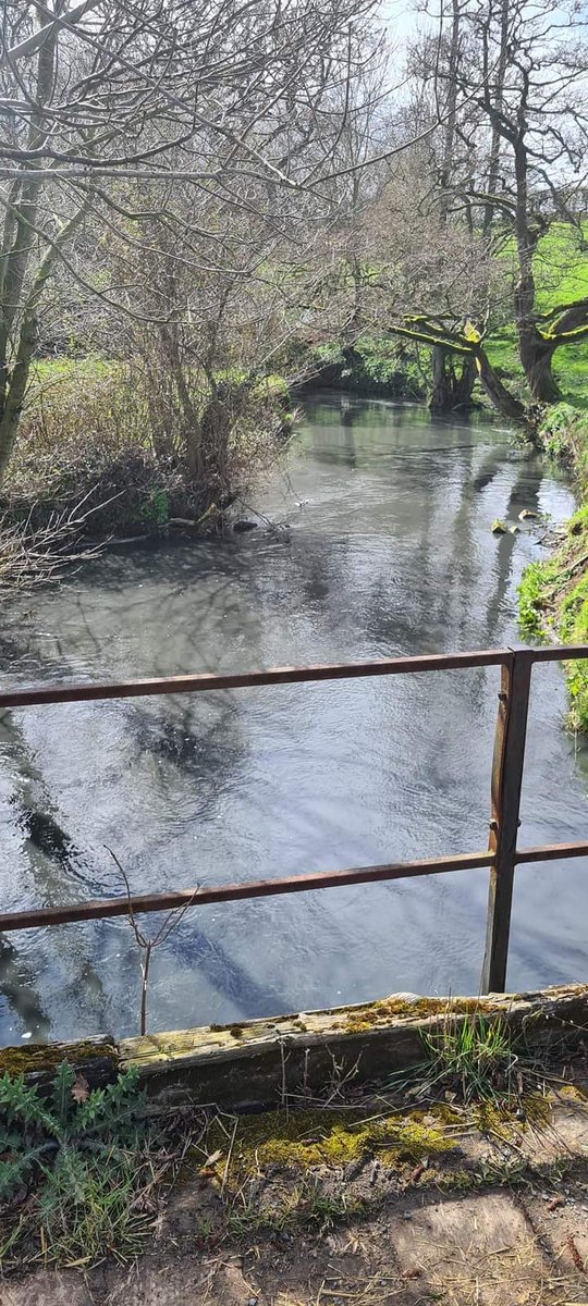 The beck has been running black for over 15 hours now, visibility is around 2mm!! It has destroyed fish, wildlife, invertebrates,  all gone. Years of personal work and financial investment gone in a matter of hours.
Beck is now running black.