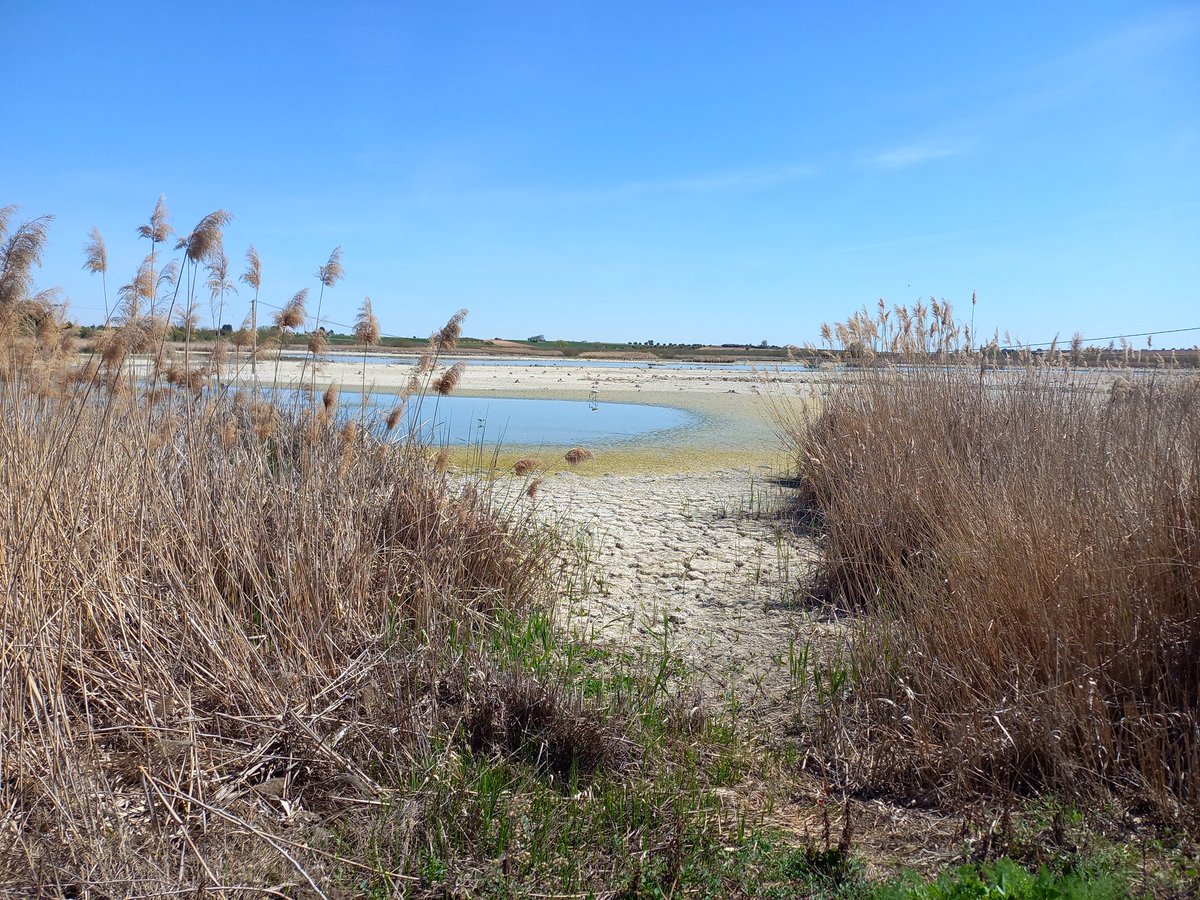 La laguna de Navaseca era hasta hace muy pocos años un magnífico refugio para aves acuáticas, al mantener siempre un nivel de agua procedente de la depuradora de residuales. Ahora está casi seca, por los pozos para regadío que han abierto a su alrededor. Y el <a href="/gobjccm/">Gobierno de Castilla-La Mancha</a> lo permite.
