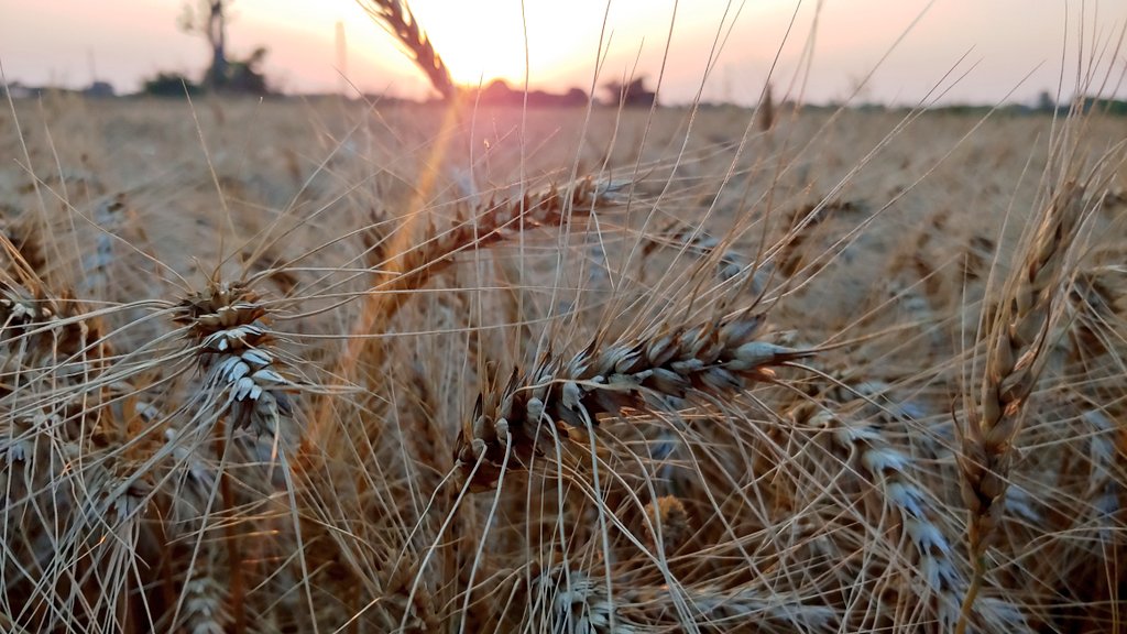imdharmendrakr's tweet photo. आप सभी को पावन पर्व बैशाखी की बहुत बहुत बधाई। #Baisakhi https://t.co/PweNoXuAKu