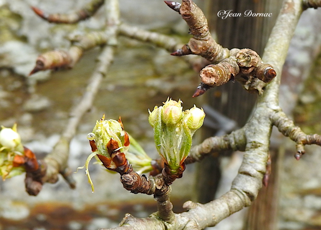 JeanDornac's tweet photo. Timides mais têtus, ces boutons veulent éclore coûte que coûte puisque le printemps est arrivé… #timides #têtus #boutons #éclore #printemps #arrivé #rive #léguer #Lannion #CôteArmor #Bretagne #France https://t.co/iZzZ2CQoyB