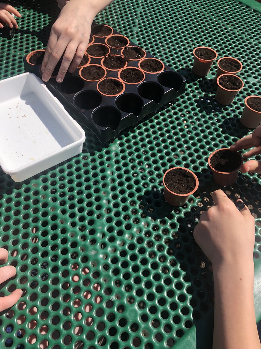 FatimaLeal21's tweet photo. What a fun day of planting tomatoes from outer space with @NathalieShep11 class and building bees that pollinate flowers (using KD cheese) with @TarikOmar13 class. So blessed to work with teachers that love to think outside the box. @CaradocPS #tvdsbstem #tvdsbscience https://t.co/OT690osxth